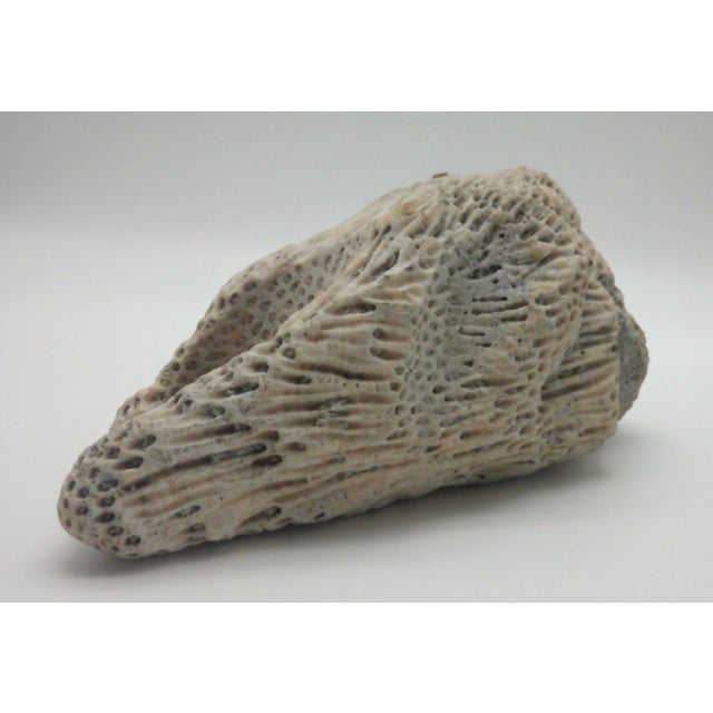 Early 20th Century Large Fossilized Brain Coral Specimen Nautical Sea Creature Art Beach For Sale - Image 5 of 10