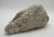 Early 20th Century Large Fossilized Brain Coral Specimen Nautical Sea Creature Art Beach For Sale - Image 5 of 10