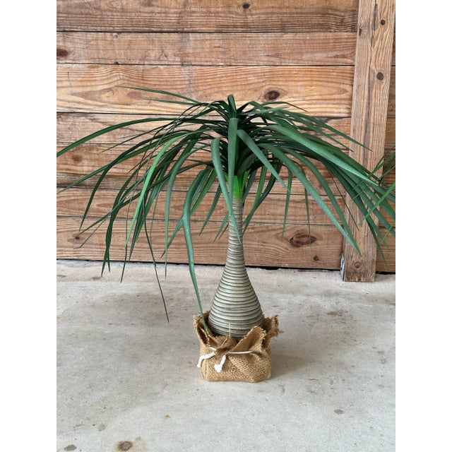 Coastal Pair Tropical Coastal Canvas Ponytail Palms For Sale - Image 3 of 8