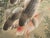 1970s Chinese Painted Screen "Carps" For Sale - Image 10 of 18