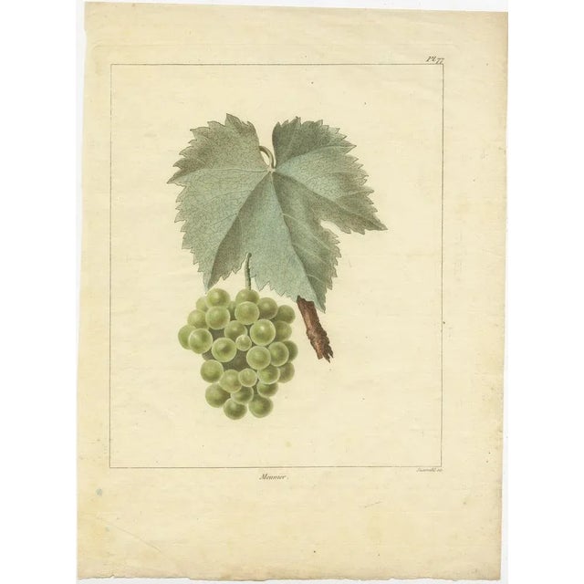 Louis-Claude Noisette, Green and White Grape Varieties, 1821, Prints, Set of 2 For Sale - Image 3 of 6
