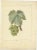 Louis-Claude Noisette, Green and White Grape Varieties, 1821, Prints, Set of 2 For Sale - Image 3 of 6