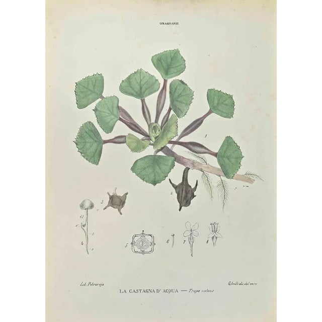 Lithograph hand watercolored. Belongs to the Series "Atlante di Botanica popolare ossia Illustrazione di Piante Notevoli...
