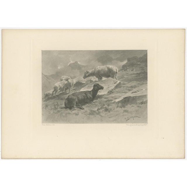 After Rosa Bonheur, Sheep in a Mountain Landscape, 1880, Photogravure For Sale - Image 3 of 9