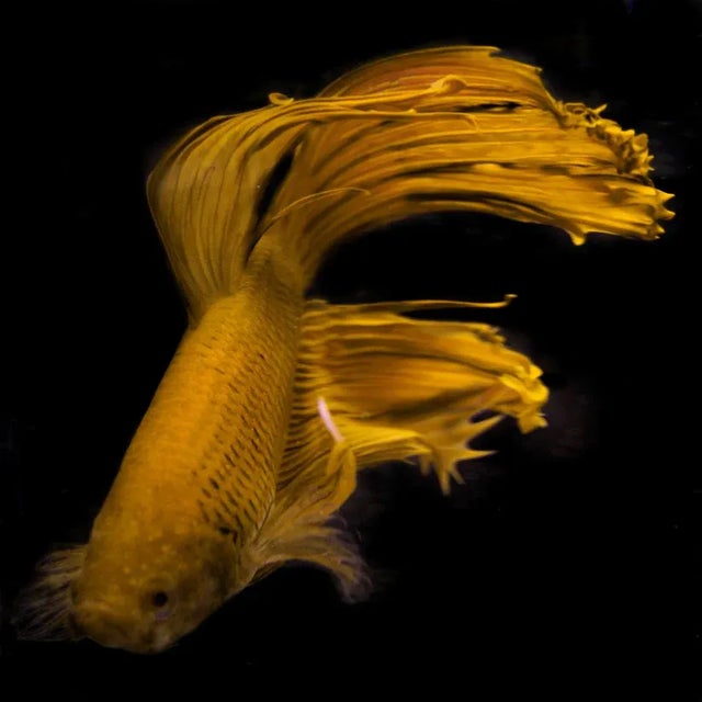 Photograph of a Beta Fish on Black Unframed Gold Beta by Michael Filonow Print, 24" x 24"