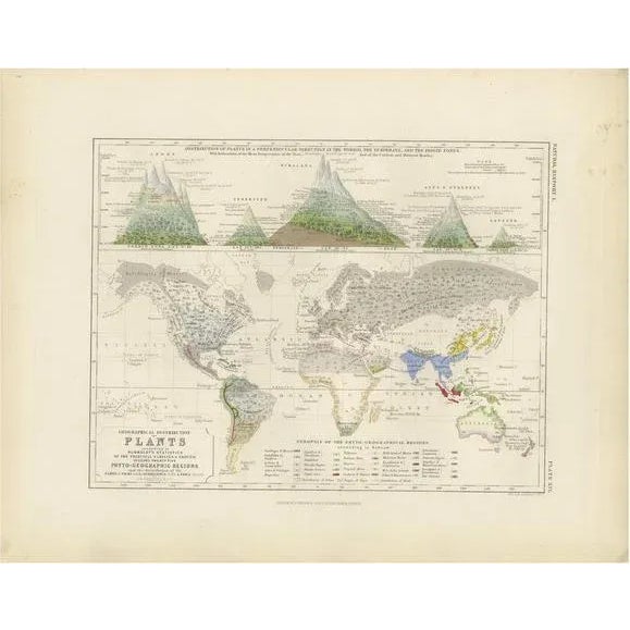 Mid 19th Century Antique Map of the Distribution of Plants by Johnston, 1850 For Sale - Image 5 of 5