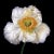 Photographic Botanical Print, “Papaver ” by Artist Debi Shapiro For Sale