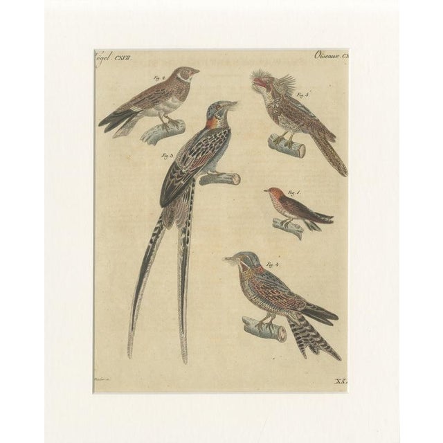Bertuch, Bird Swallow & Nightjars, 1800, Engraving For Sale - Image 9 of 9