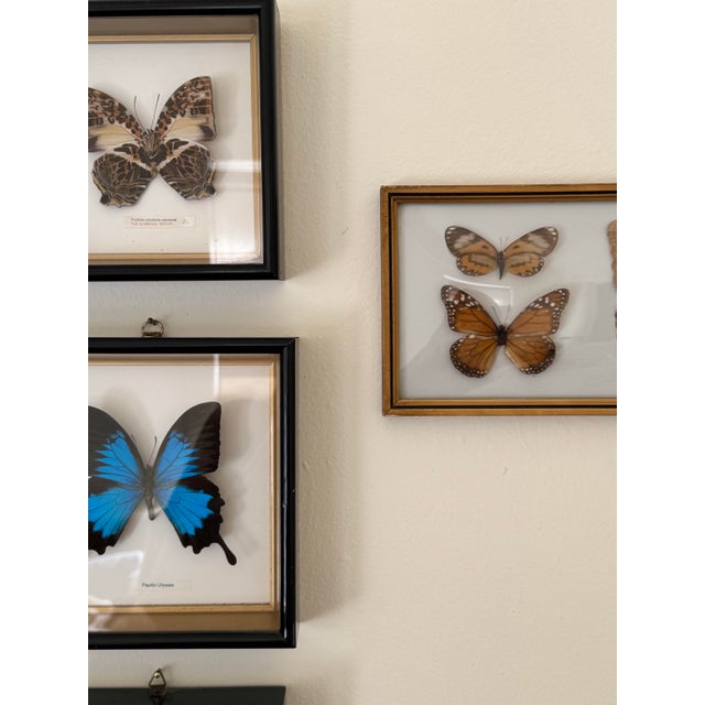 Vintage Taxidermy Butterflies, Custom Framed Set of Four For Sale - Image 4 of 5