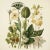 This fine art print reproduces a beautifully detailed 19th-century botanical illustration depicting an elegant arrangement...