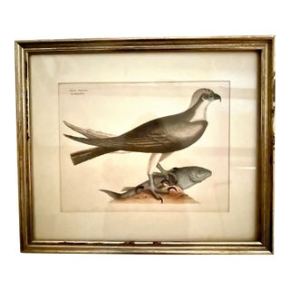 18th Century Etching Mark Catesby the Fishing Hawk (Osprey) For Sale