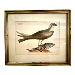 18th Century Etching Mark Catesby the Fishing Hawk (Osprey)