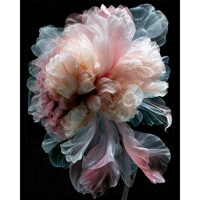 Petals of Light 2 Contemporary Photograph For Sale