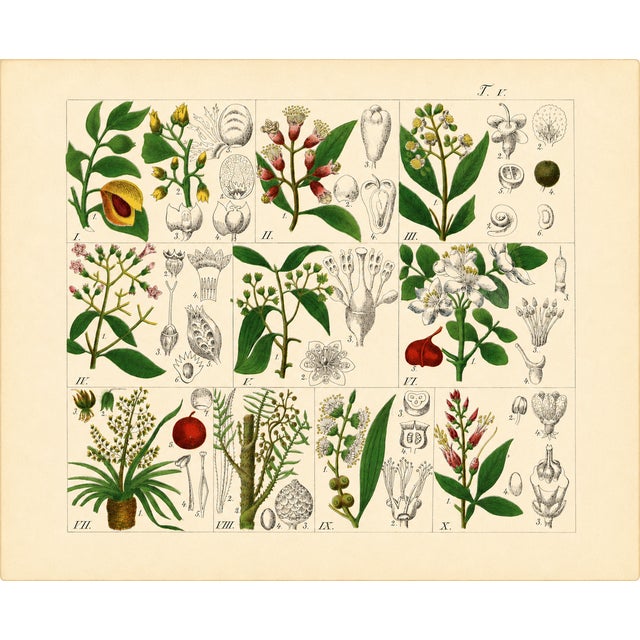 Rare 1876 German Hand-Colored Botanical Plates From Büchner’s Pflanzen-Atlas — Set of 6 For Sale - Image 4 of 7