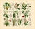Rare 1876 German Hand-Colored Botanical Plates From Büchner’s Pflanzen-Atlas — Set of 6 For Sale - Image 4 of 7