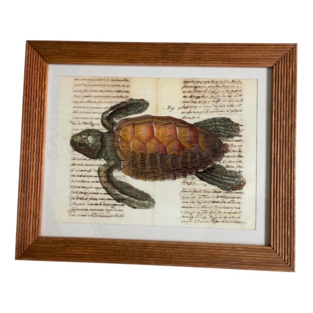 Vintage Framed Sea Turtle Botanical Style Art Print For Sale In West Palm - Image 6 of 12