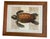 Vintage Framed Sea Turtle Botanical Style Art Print For Sale In West Palm - Image 6 of 12