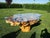 A truly one-of-a-kind monumental sculptural statement table handcrafted from reclaimed Sumac tree roots (Rhus / Staghorn...