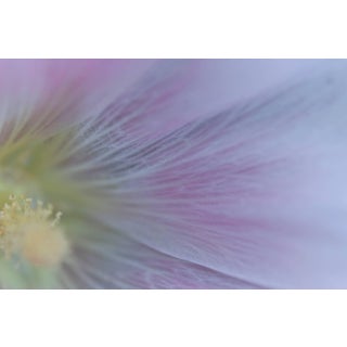 Gaétan Caron "Hollyhock (Rose D'Outremer)" Mendocino, Ca Photograph, 2013 2013 For Sale