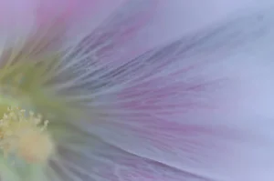 Gaétan Caron "Hollyhock (Rose D'Outremer)" Mendocino, Ca Photograph, 2013 2013