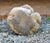 Mid 20th Century Mid-20th Century English Cast Stone Seated Gorilla Garden Ornament For Sale - Image 5 of 6