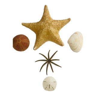 1940s Nature’s Beauty Antque Sea Shell Collection For Sale