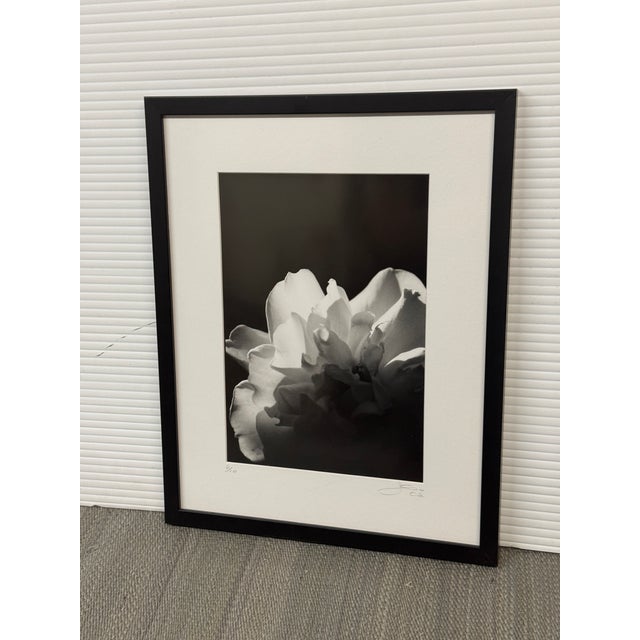 Design Plus Gallery presents a limited edition photograph of Magnolia by Jess Johnston. This black-and-white composition...