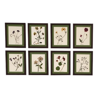 Ree Char Pressed Botanical Art Set — Set of 8, Custom Italian Frames For Sale
