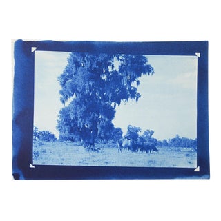 Vintage Cyanotype Blue Pastoral Landscape With Cows Photograph For Sale