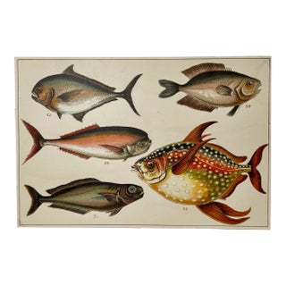 Antique Fish Print From England Featuring a Black Fish, Ray’s Bream, Opah, Medusa Fish & a Louvan - Circa 1902 For Sale