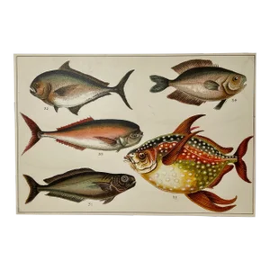Antique Fish Print From England Featuring a Black Fish, Ray’s Bream, Opah, Medusa Fish & a Louvan - Circa 1902
