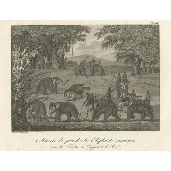 Antique print titled 'Manner of Catching Wild Elephants in the Forests of the Kingdom of Ava'. Print of catching elephants...