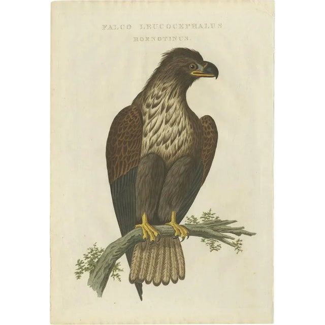 Cornelius Nozeman, M. Houttuyn & J. C. Sepp, Bird Illustration of the White-Tailed Eagle, 1829, Print For Sale - Image 6 of 6