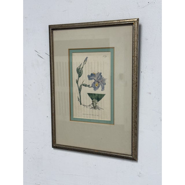 Design Plus Gallery presents a William Curtis "Chinese Iris" botanical print. This framed botanical illustration depicts...