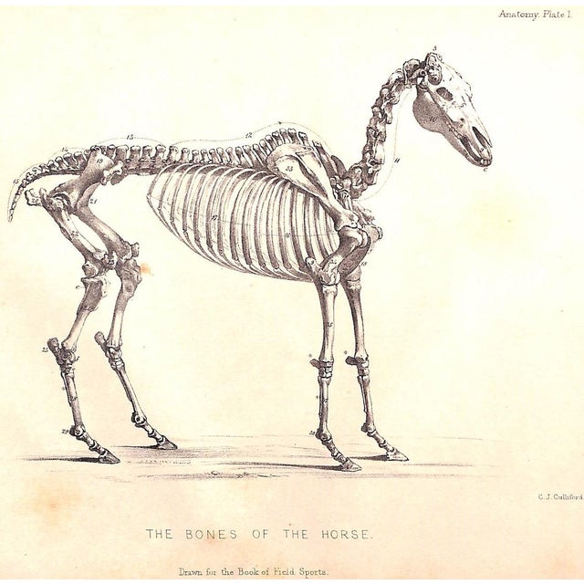 "The Book of Field Sports and Library of Veterinary Knowledge: Volumes I & Ii" 1870 Miles, Henry Downes [Edited By] For Sale - Image 15 of 18