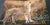 Predators & the Wild Encounters Coffee Table Album For Sale - Image 17 of 17