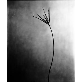 Ugne Pouwell, Cornuta No.2, 2025, Photo Paper, Edition 20 For Sale