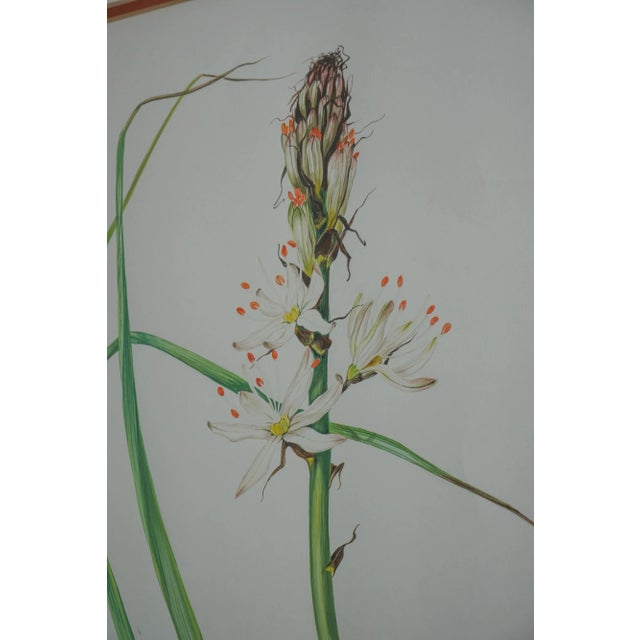 Drawing/Sketching Materials Pair Vintage Framed & Matted Botanical Prints For Sale - Image 7 of 12