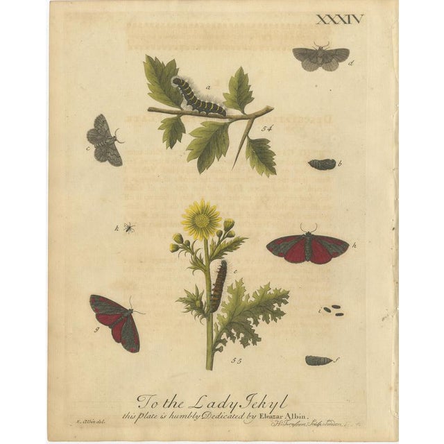 Albin, Moths and Caterpillars on Grass & Flowering Plants, 1720, Prints, Set of 2 For Sale - Image 4 of 9
