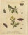 Albin, Moths and Caterpillars on Grass & Flowering Plants, 1720, Prints, Set of 2 For Sale - Image 4 of 9