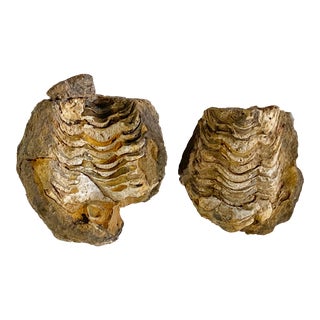 Trilobite Fossil Morocco For Sale