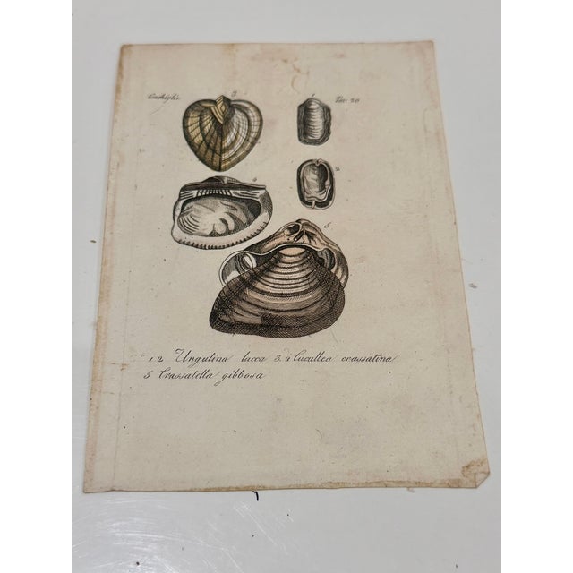 Paper Antique Italian Natural History Prints Conchiglie & Crostacei - Set of 3 For Sale - Image 7 of 9