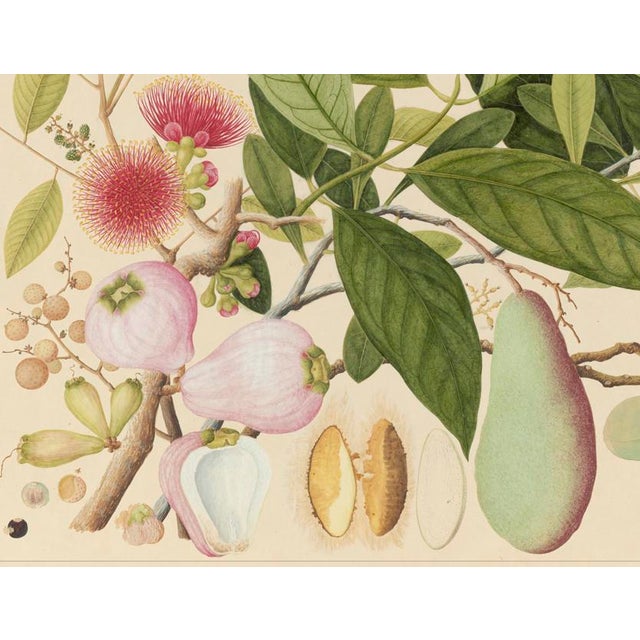 Golden Tropic Botanicals #12/22. beautifully reproduced as giclée prints using archival inks on imported English cotton...