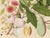 Golden Tropic Botanicals #12/22. beautifully reproduced as giclée prints using archival inks on imported English cotton...