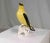 Early 20th Century Porcelain Indian Golden Oriole by Karl Ens Volkstedt Germany For Sale - Image 9 of 12