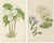 Vinca and Trillium, 1874, Paper, Set of 2 For Sale - Image 10 of 10