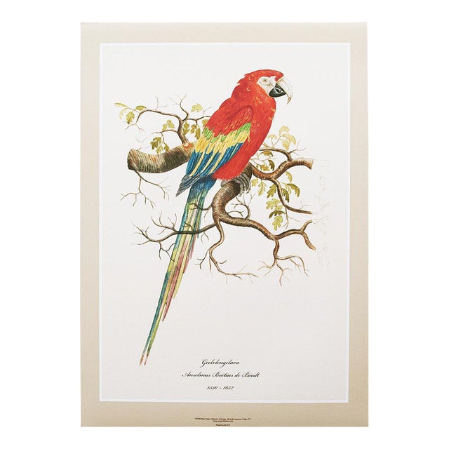 Scarlet Macaw XL Print After 1590s Watercolor by Anselmus De Boodt For Sale