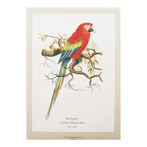 Scarlet Macaw XL Print After 1590s Watercolor by Anselmus De Boodt