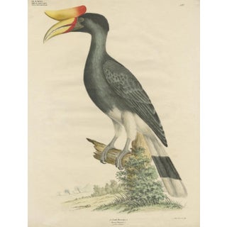 Goldfuss, Rhinoceros Hornbill, 1824, Paper For Sale