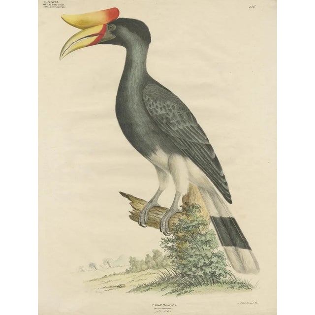 Goldfuss, Rhinoceros Hornbill, 1824, Paper For Sale